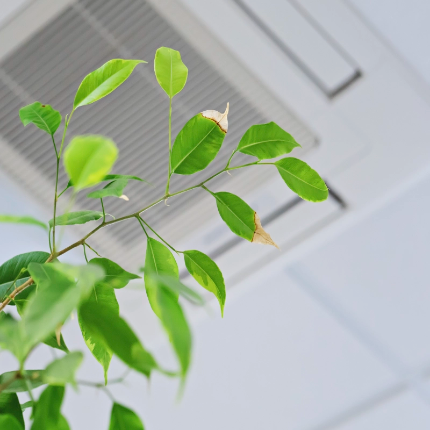Indoor air quality plant underneath ceiling ventilation
